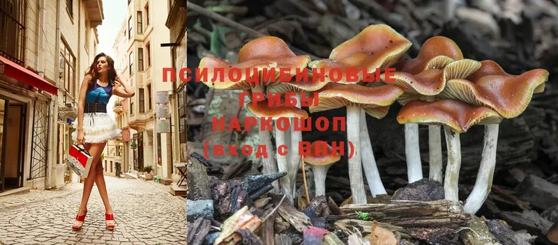 Псилоцибиновые грибы Magic Shrooms  hydra ссылки  Заозёрный  дарнет шоп 